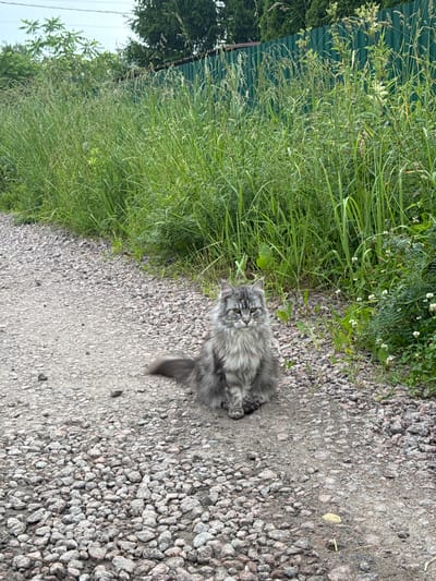 A fluffy grey cat sits on a gravel path in what appears to be a rural or suburban area, possibly the Ленгипротранс Снт in Russia. The cat is positioned in the center of the frame, facing the viewer with its tail curled around its body. Behind the cat, tall green grass grows alongside a dark green metal fence. The path is covered in small grey and pinkish stones. The sky above is overcast and a light blue color. The overall scene is one of a domestic animal in an outdoor, natural setting.