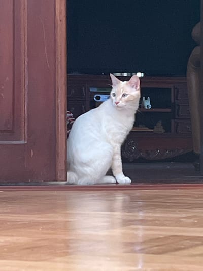A light-colored cat with blue eyes sits on a wooden floor near a dark wooden doorway. The cat is facing left, with its body turned slightly towards the viewer. Its fur is short and appears soft. Behind the cat, there is a dark wooden cabinet with drawers, and a black screen, possibly a television, is visible above it. The floor is made of light-colored wood planks, reflecting light. There are no people or other animals visible in the image. The scene appears to be indoors, in a domestic setting.