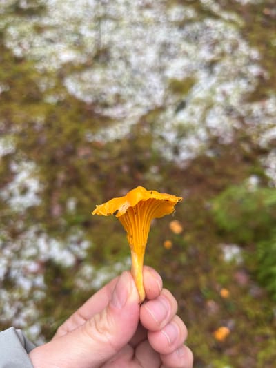 A close-up photograph captures a human hand holding a single, vibrant orange, funnel-shaped fungus, consistent with a chanterelle mushroom, by its stem. The mushroom exhibits a cap with wavy edges and distinct gill-like folds underneath, with minor dark debris on its surface. The hand, displaying light-toned skin and visible fingernails on the thumb, index, and partial middle finger, holds the mushroom vertically in the lower-center of the frame. A segment of a grey sleeve is visible on the lower-left. The background, out of focus, consists of a forest floor or natural terrain featuring patches of white, indicative of snow or frost, interspersed with areas of muted green moss and brown organic matter. Several additional indistinct orange forms, likely more mushrooms, are visible in the blurred background. The location is Petriškė, Lithuania.