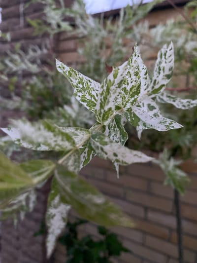 A close-up, vertical, slightly low-angle shot focuses on the variegated leaves of a plant. The leaves are predominantly white with irregular green patches, giving them a mottled appearance. Some leaves are pointed, while others have a more rounded tip. The background is blurred, but a brick wall with brown horizontal bricks is visible behind the plant. The lighting appears to be natural, possibly overcast, casting a soft glow on the leaves. There are no people or animals present in the image. The setting suggests an outdoor environment, perhaps a garden or yard in Oktiabrskaya, Russia, with the brick wall indicating a building or structure nearby.