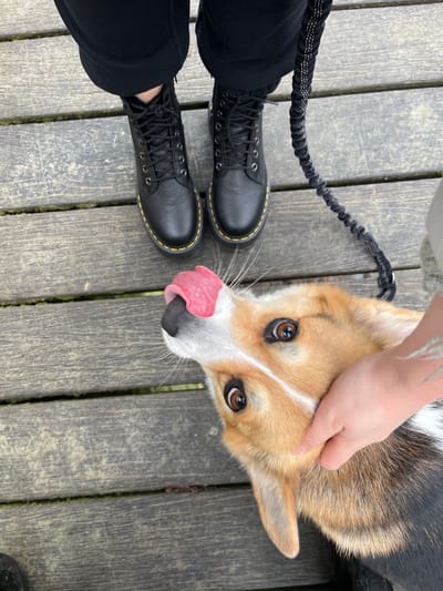 This image captures a close-up, top-down view of a domestic scene featuring a dog and a person.
In the foreground, a tri-color dog, likely a Corgi, is looking upwards with an expressive, almost playful gaze. Its fur is a mix of tan, white, and darker brown/black. The dog's eyes are wide open and a warm brown color. Its pink tongue is prominently sticking out of its mouth and curving upwards towards its nose, suggesting excitement or anticipation. A human hand is gently petting the dog's chin and neck area, indicating an affectionate interaction.
To the right of the dog, a person's lower legs and feet are visible. The person is wearing black pants and sturdy black lace-up boots with distinctive yellow stitching around the sole, commonly associated with Dr. Martens boots. The boots are positioned as if the person is standing still, facing forward.
The ground beneath both the dog and the person is a surface made of weathered, light brown wooden planks, laid side-by-side. A black, coiled leash is visible on the wooden planks between the dog and the person's feet, suggesting the dog is on a walk or outing.
The overall mood of the image is warm and engaging, highlighting the bond between the human and the dog, with the dog's expression conveying clear joy or eagerness. There is no visible text in the image.