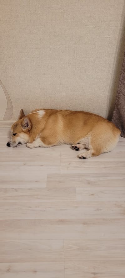 A corgi dog is sleeping on a light-colored wooden floor in front of a textured light-beige wall. The dog is lying on its side, with its head resting on its paws. The dog's fur is a mix of golden brown and white. There is a dark brown patterned curtain to the right of the dog. The scene is indoors. There is no information available about the location in the city of Shakhty City District, Russia.