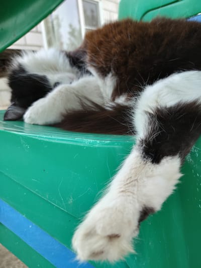 A close-up, vertical shot shows a black and white cat sleeping on a green plastic surface, likely a chair or bench. The cat's fur is fluffy, with patches of black and white. Its front paws are tucked underneath its body, and its tail is curled up. The background is blurred but suggests an outdoor setting with a building and windows visible. There are no people present. The image is taken from a slightly elevated angle, focusing on the sleeping cat.
