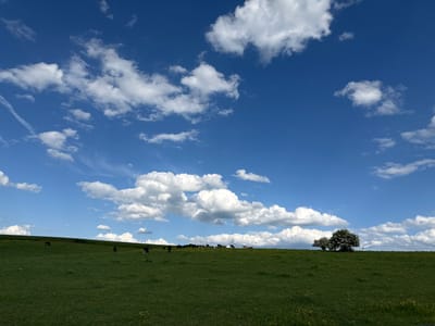 The image depicts a rural scene in Manternach, Luxembourg. A wide, gently sloping green field dominates the lower half of the frame. The field appears to be pasture, with scattered yellow wildflowers visible in the foreground. A group of cows are grazing on the hillside in the mid-ground. In the right, a clump of mature trees stands at the crest of the hill. A wind turbine is partially visible in the background, behind the trees. Above the horizon line, the sky is a bright blue, filled with scattered cumulus clouds. A contrail is visible in the upper-left.