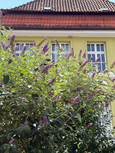 In Ebermannstadt, Germany, a vibrant purple butterfly bush blooms in front of a light yellow building. The building's facade is adorned with white-framed windows and a red-tiled roof. The butterfly bush, with its abundant purple flowers and green foliage, dominates the foreground, creating a lively contrast with the architectural elements of the building. Sunlight bathes the scene, highlighting the textures of the petals and leaves, as well as the details of the roof and walls.