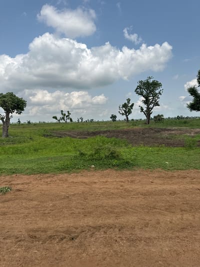 This is a vertical, eye-level, full-shot photograph of a rural landscape in Garin Dogo, Nigeria. The image captures a sunny day with scattered clouds. The foreground is dominated by a dirt road on the right side of the frame, transitioning to a strip of vibrant green grass. Beyond the grass, a field of lush green vegetation stretches into the distance, dotted with several large trees. The trees have broad canopies and sturdy trunks, suggesting they are mature. In the background, a line of smaller trees can be seen, with the sky above filled with large, fluffy white clouds against a clear blue backdrop. The scene appears tranquil and peaceful, with no people or specific objects, other than the natural elements, visible. The lighting suggests it is daytime, likely late morning or early afternoon, given the brightness and the quality of the shadows.