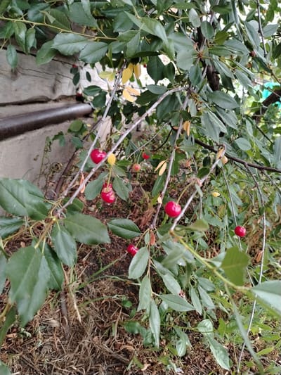 The image shows a close-up of a cherry tree branch laden with ripe red cherries. The branches are covered in green leaves, some of which have turned yellow, suggesting it might be late summer or early autumn. The cherries are round and bright red, with some still showing hints of green, indicating they are at various stages of ripeness.
The setting appears to be outdoors, with dry, brown grass and soil visible on the ground below the branches. In the background, a weathered wooden structure and a concrete wall can be seen, hinting at a rural or possibly an older residential area. A dark metal pipe runs horizontally across the frame in the background, partially obscured by the leaves and branches.
There is no visible text in the image. The lighting suggests it is daytime, with diffused light, possibly indicating an overcast sky or the shade of the tree canopy. The overall impression is one of natural abundance and the late harvest season. The focus is on the fruit and foliage, creating a sense of a quiet, natural moment. The location context provided suggests this scene is in Zhernov rural district, Kazakhstan.