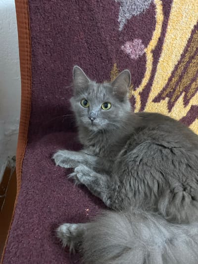 A medium shot captures a fluffy, gray cat lying on a patterned fabric surface. The cat, with piercing yellow-green eyes, looks directly at the camera. Its fur appears soft and slightly disheveled. The fabric beneath it is a deep maroon with accents of yellow and darker purple, possibly a rug or upholstery. The background is out of focus, showing a hint of a white wall and an orange trim on the left. The scene is indoors, likely in a residential setting within Зыбинское сельское поселение, Ukraine, though no specific identifying landmarks are visible. The cat is the sole subject, and no human interaction is depicted.
