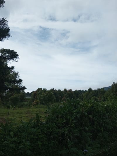 The image depicts a verdant, overcast landscape in Salai Har Htan, Myanmar. The upper two-thirds of the frame are dominated by a pale blue sky filled with diffused white and light gray stratocumulus clouds. In the foreground, dense, unkempt green foliage comprising various broad-leafed plants and grasses obscures the lower portion of the scene; a few small purple flowers are visible near the bottom right. A large, dark-branched coniferous tree partially frames the left edge of the image, extending into the sky. The midground presents an open grassy area interspersed with numerous smaller trees, some displaying reddish-brown new growth, suggesting an orchard or cultivated land. A dense line of darker green forest forms the background, with a distant hill or mountain faintly visible on the far right under the cloudy sky. No human figures, structures, or artificial objects are discernible within the visible area. The environment appears natural or agricultural, tranquil, and devoid of immediate human activity.