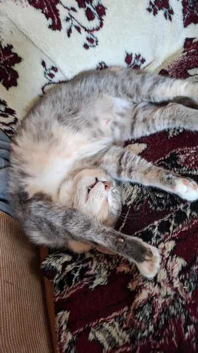 A gray and white tabby cat is lying on its back on a patterned blanket. The cat's paws are raised in the air and its eyes are closed. The location is Шешурга, Russia.