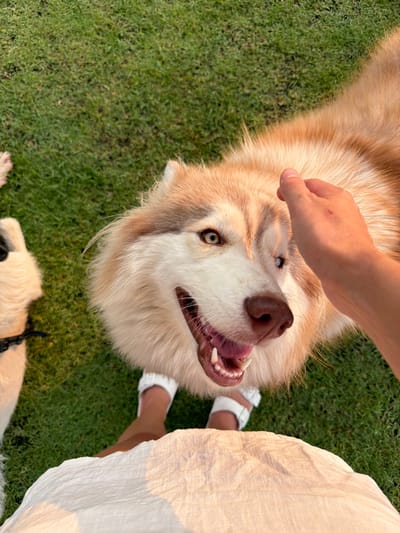 A human hand is extended toward the head of a husky-type dog with light brown and white fur, lying on green grass. The dog's mouth is slightly open, showing teeth. The location is Tha Sala, Thailand. Another dog, possibly golden retriever, appears in the lower part of the image, and a person in white clothing and white sandals stands near the husky.