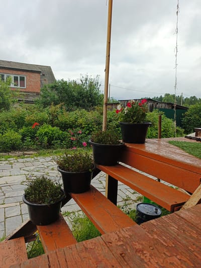 In Medvedyovka, Russia, a wooden staircase painted orange, with peeling paint, leads to a porch. Several potted plants are arranged on the steps. The lower step holds a small plant in a black pot. The step above contains another small plant in a black pot. The next step up has a larger black pot with a dense green plant. The highest visible step features two black pots, one with a lush green plant, and another with red and white petunias. Beyond the staircase, a stone patio with sparse weeds is visible. The background reveals a brick house with a gray roof on the left, surrounded by dense green foliage and some red flowers. A wooden pole stands near the staircase. In the distance, a wooden structure and a green fence are present, with a line of trees beyond. The sky is overcast.