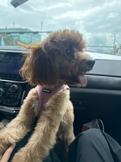 A medium shot captures a tan poodle mix dog sitting in the passenger seat of a car, looking out the window. The dog is wearing a pink mesh harness with the word "VOYAGER" in white lettering. A few strands of colorful hair or accessory are visible on top of the dog's head. The car's dashboard is visible in the lower left of the frame, featuring a black infotainment screen and various control knobs. The background outside the car shows a cloudy sky and buildings, suggesting an urban or suburban setting. The photo was taken in Deerfield Beach, United States of America.