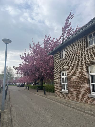 The photograph presents a street scene in Maastricht, Netherlands. The street is lined with blooming pink cherry blossom trees, creating a canopy of color along the road. A brick building with white-framed windows borders the street, its construction style indicative of European architecture. The street itself is paved with interlocking gray bricks. A street lamp with a simple, modern design stands in the foreground. Several cars are parked along the street. The sky is overcast with gray clouds, suggesting a cool or mild day.