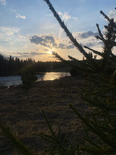 This image depicts a serene natural landscape, captured at what appears to be either sunrise or sunset, with the sun low in the sky. Dark, silhouetted branches of a coniferous tree, likely a spruce or fir, frame the top and right side of the view, their needles catching glints of light.

The central feature is a body of water, possibly a river or wide stream, stretching horizontally across the scene. Its surface reflects the brilliant sunlight, creating a bright, shimmering path. The presence of what looks like ice or ice floes on the water suggests cold weather, perhaps early spring or late autumn. Beyond the water, a dense line of dark conifer trees forms a thick forest that spans the horizon. To the right of the water, a patch of dry, sparse ground covered with withered grass or vegetation is visible.

The sky is partly cloudy, with the sun prominently positioned on the left, partially hidden by clouds and tree branches, creating a strong glare and visible sun rays. The sky transitions from a warm, golden hue near the sun to a paler blue in the upper parts. The overall mood is peaceful and tranquil, showcasing a natural outdoor environment consistent with the location of Ореховая Гора, Russia. No people or text are visible in the image.