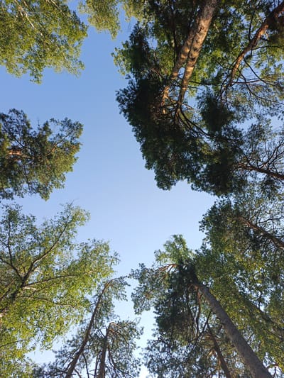 An upward-looking view of the sky is framed by the branches and leaves of several tall trees. The sky is clear and blue, with no clouds visible. The trees appear to be a mix of deciduous and coniferous varieties, with lush green foliage on some and the sparser needles of pines on others. The sunlight filters through the leaves, creating dappled patterns on the branches. This scene likely depicts a natural setting, possibly a forest or park, on a clear day. Without further context, it is impossible to determine the exact location within Nepryakhinskoye Sel'skoye Poseleniye, Russia.