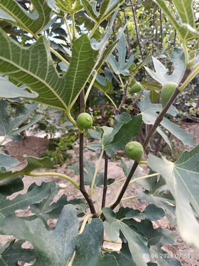 The image shows a close-up view of a fig tree with several small, green figs and large, lobed leaves. The branches are dark and woody. The background consists of other vegetation and a sandy or dirt ground. A date stamp in the lower right corner reads "25.06.2026 07:55". There are no people or animals visible in the image. The setting appears to be an outdoor environment, likely a garden or orchard, given the presence of a fruit-bearing tree. No specific landmarks or architectural elements are identifiable that would pinpoint a location within the city of Erkin, Uzbekistan.