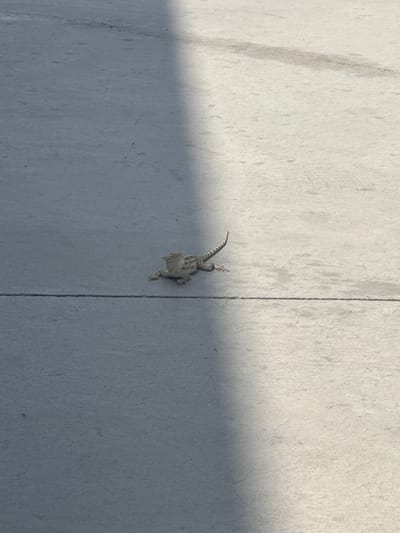 An overhead shot shows a lizard on a grey, paved surface. The surface has a visible horizontal crack running across it. A diagonal shadow stretches across the pavement from the upper left to the lower right of the frame. The lizard is positioned near the crack, in the lower center of the image, and is facing towards the right. It appears to be a small, brown and grey reptile with a striped tail. The environment is outdoors, and the lighting suggests it is daytime. The location is Unknown, Uzbekistan.