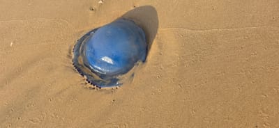 A blue jellyfish rests on wet, sandy beach in Hof Ashkelon Regional Council, Israel. The jellyfish is partially submerged in the sand and appears to be the main subject. The sand is a light brown color and shows slight undulations from the tide. A shadow cast by the jellyfish stretches to the upper left of the frame. The water line is visible as a faint, darker line on the sand. There are no people or other objects visible in the image.