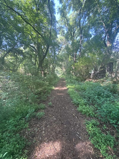 The image shows a dirt path leading through a forest in Santiago Tlautla, Mexico. The path is brown and appears to be made of dirt, leaves, and small twigs. Green ground cover lines the right side of the path. Trees arch over the path, creating a canopy of green leaves. Glimpses of blue sky can be seen through the gaps in the tree canopy. The light is dappled, with sunlight filtering through the leaves and creating shadows on the path.