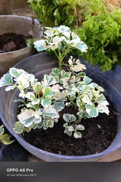 A close-up, eye-level shot focuses on a variegated plant with white and green leaves, potted in dark soil within a black plastic pot. The plant, likely an Aralia species, is the primary subject, with its textured foliage filling much of the frame. In the background, out of focus, are other green plants, suggesting an outdoor garden or nursery setting. The bottom of the image features a dark gray overlay with white text indicating "OPPO A6 Pro" and a date and time stamp: "23 Juni 2026 pukul 08.17".