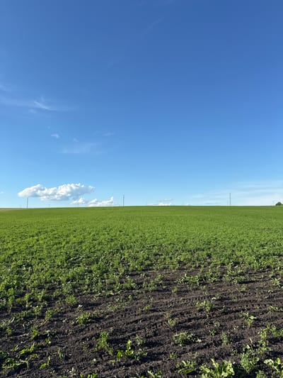 The image depicts a vast agricultural landscape under a clear blue sky with scattered white clouds. The scene is divided into two distinct parts: a lush green field of crops on the right, and a dark, plowed section of soil on the left, interspersed with small green sprouts. The fields extend as far as the eye can see, suggesting a rural or agricultural setting. Several utility poles are visible in the distance, marking the horizon and hinting at the presence of infrastructure. The sunlight suggests it is daytime, likely late morning or afternoon, given the brightness and the angle of any shadows. The overall impression is one of expansive, open space, characteristic of farmland. There is no visible text in the image. The location context provided is Шемалаково, Russia.