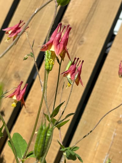 The image shows a close-up of red columbine flowers with yellow centers and green seed pods, set against a wooden fence in Morden, Canada. The fence is made of light brown planks running diagonally across the background. The flowers are delicate, with pointed petals and thin stems. One seed pod is prominently featured in the foreground, appearing elongated and ribbed. The lighting suggests a sunny day, casting shadows on the fence. There are no people or animals present in the scene. The focus is on the botanical details of the plant.