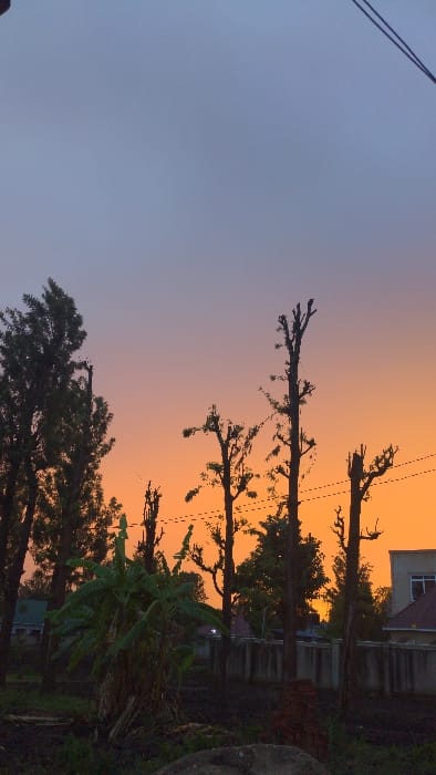 This image captures an exterior scene at sunset in Longuo 'A', Tanzania. The sky exhibits a gradient from deep blue at the top, transitioning to vibrant orange and yellow hues towards the horizon. The foreground and mid-ground are dominated by the dark silhouettes of numerous trees. On the left, several tall trees with full, dark green canopies are visible. Across the center and right, multiple tall, slender trees, appearing heavily pruned or pollarded, stand with sparse branches. A prominent cluster of banana plants with large green leaves is situated in the mid-ground, left of center. The immediate foreground consists of dark, uneven ground. In the background, on the far right, a light-colored, multi-story building with a brown-red sloped roof and visible windows is partially obscured by trees and a segmented concrete perimeter wall. Faint outlines of other structures are discernible on the far left. Two dark utility wires traverse horizontally across the upper-mid portion of the frame. No human subjects or discernible activities are present.