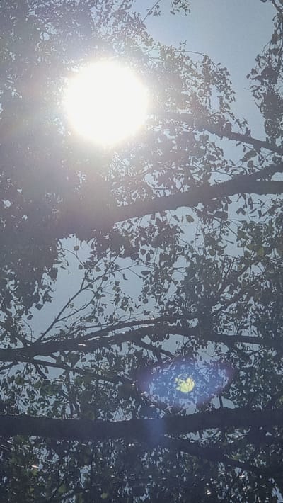 The image captures a sunlit scene looking upwards through tree branches. The sun, a bright, blown-out white orb, is prominently positioned in the upper left quadrant, casting lens flare across the image. Silhouetted tree branches and leaves fill most of the frame, with the sky visible in the background. The overall impression is one of dappled sunlight filtering through foliage. The specific location in Heidenheim an der Brenz, Germany is not determinable from the visual information provided.