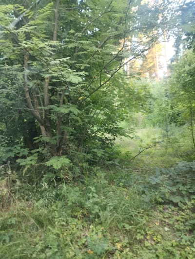 A medium shot captures a dense, sun-dappled forest scene. In the foreground, a cluster of young trees with thin, light-colored trunks is prominent, their branches laden with green, serrated leaves. The undergrowth is thick with various green plants and grasses. To the right, the forest opens slightly, revealing a patch of sunlit meadow and more trees in the background, some of which are tall and slender, with sunlight filtering through their leaves. The overall impression is one of lush, natural growth within a wooded area. The image does not contain any people or identifiable objects that would indicate a specific location within the city of Zyuzino, Russia.