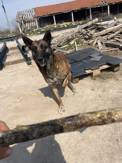 An outdoor scene in Zlatovrah, Bulgaria, depicts a brindle-coated dog, consistent with a Belgian Malinois, standing on a dry, light-brown dirt surface under bright daylight. The dog is positioned slightly off-center to the left, facing forward with its mouth slightly open, revealing its tongue, and its ears erect, indicating alertness. Its front left paw is extended forward. In the immediate foreground, a human hand is visible on the lower left, holding a mottled brown stick horizontally, partially obscuring the lower portion of the image.
The background features an open, semi-industrial or rural landscape. To the left of the dog, several dark, painted metal I-beams or structural steel elements are laid out horizontally on the ground. To the right of the dog, a stack of dark, flat metal plates rests on a wooden pallet. Further back, a large pile of fragmented wooden debris, including planks and logs, is visible. Dominating the distant background is a long, multi-bay building with a damaged red-ttiled roof, featuring exposed wooden rafters and partially collapsed sections. The building's walls appear to be light-colored brick or stucco. The sky above is clear and light blue. Shadows cast on the ground suggest a high sun angle.