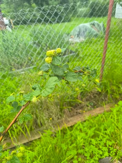 The image depicts a close-up view of a raspberry cane with unripe, green berries growing in what appears to be a rural or garden setting. The cane is woody and brown, with vibrant green leaves. Several clusters of small, round, green raspberries are visible along the stem. The background is out of focus but suggests an outdoor environment with lush green grass and foliage. In the middle ground, a chain-link fence runs horizontally, separating the immediate foreground from the background. Beyond the fence, there is more greenery, and what looks like a structure covered with a white cloth or netting. A brown metal post is also visible to the right, supporting the fence. The overall impression is one of a growing garden or natural landscape.