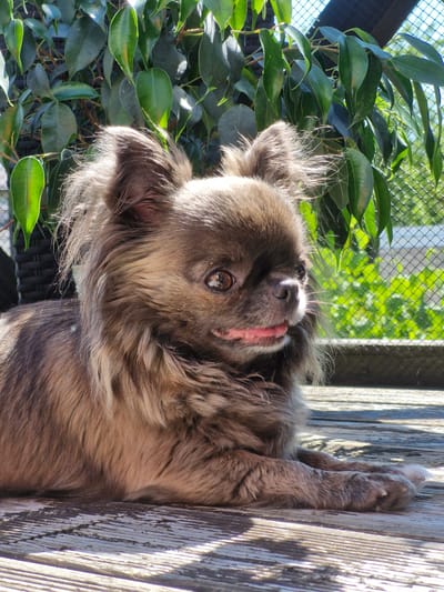 A long-haired, brown Chihuahua dog is lying on a wooden deck in front of a lush green leafy plant and a chain-link fence under bright sunlight. The dog is looking to the right with its tongue slightly out. The wooden deck is weathered and shows signs of age. The leaves of the plant are a vibrant green, and the sunlight creates distinct shadows on the deck. The background is blurred, suggesting a shallow depth of field. This scene appears to be outdoors, likely on a balcony or patio. Without further information, the specific location in Klaipėda, Lithuania, cannot be determined.