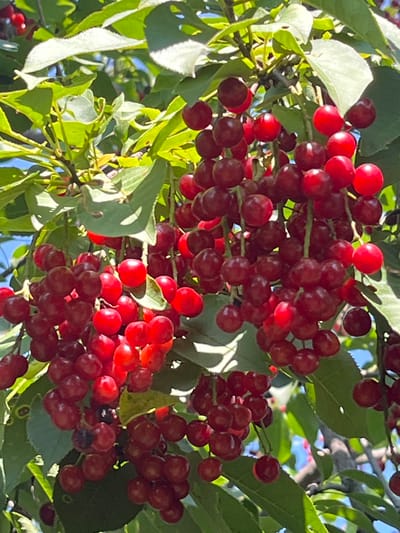 This image shows a cluster of ripe cherries hanging from a tree branch. The cherries are a deep red color and are grouped together in small bunches. Green leaves surround the cherries, and the sky is visible in the background. The image appears to have been taken outdoors in natural light. There is no information about the location in the city of Большой Гондыр, Russia.