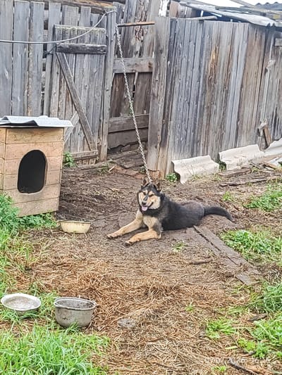 In Konovalovo, Russia, a medium-sized, mixed-breed dog with dark fur and tan markings lies on the ground, tethered by a chain to a wooden structure. The dog's mouth is open, and its tongue is visible. To the left of the dog is a wooden doghouse with a pitched roof. Two empty metal bowls are on the ground near the doghouse and the dog. Behind the dog and doghouse, a weathered wooden fence, partially covered by corrugated roofing material, encloses the area. The ground is covered with dirt, straw, and sparse vegetation. The overall scene depicts a rural or semi-rural setting.