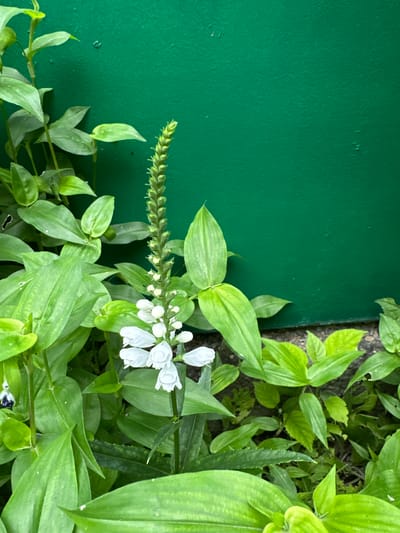 In Goryachevodsky, Russia, a close-up shot captures a slender, upright stalk of white flowers, each with a bell-like shape, emerging from lush green foliage. The stalk is crowned by a cluster of unopened buds, resembling a miniature green cattail. The background is a vibrant, textured emerald green wall, possibly painted stucco, with some subtle imperfections and specks visible. The lighting suggests an outdoor, daylight setting, casting soft shadows and highlighting the glossy texture of the leaves. The lower portion of the image shows darker soil and smaller, more varied green plants. The scene is focused on the floral subject against the stark, colored backdrop.