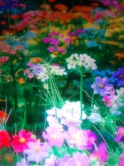 The image depicts a vibrant, out-of-focus field of various flowers, predominantly in shades of pink, purple, white, and orange. The scene is lush and dense with blooms and green foliage. Some flowers are clearly identifiable as cosmos, with their delicate, daisy-like petals. Others are clustered in small, rounded bunches. The lighting suggests it might be daytime, possibly late afternoon or early morning given the soft quality of light. There are no people or man-made objects visible in the frame. The location is identified as a flower field in the settlement of posyolok opytnogo khozyaystva "Yermolino", Russia.