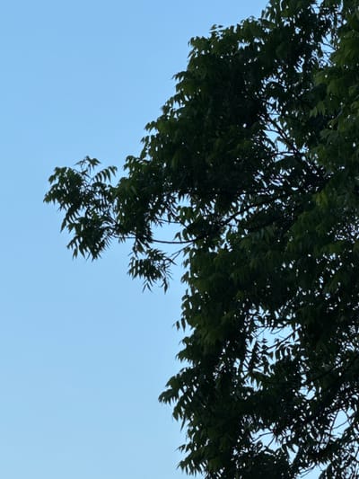 The image shows a close-up view of tree branches and foliage against a clear, pale blue sky. The leaves are a dark green, and the branches are thin and dark, suggesting the image was taken from below looking upwards. The tree occupies the right and upper portions of the frame, with a significant portion of the sky visible in the upper left. There are no people, structures, or other objects visible in the image. The scene appears to be an outdoor natural environment, likely in a location with clear skies and abundant foliage. No specific location in Akydra, Abkhazia can be determined from the visual information provided.