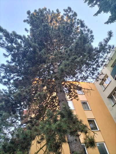 A low-angle, outdoor shot captures a large pine tree in the foreground, its branches and dark green needles extending upwards towards a pale blue sky. Sunlight filters through the dense foliage, casting a warm, golden glow on some of the needles and branches, creating a dappled effect. The tree's thick, textured bark is visible on its trunk, which occupies a significant portion of the frame.

To the right of the tree, a building with a light yellow facade rises. Several windows with white frames are visible on the building, some with sheer curtains drawn. The building appears to be an apartment building or similar residential structure. Adjacent to the yellow building, another building with a lighter, possibly gray or beige, facade is partially visible.

The scene is set outdoors, with the sky suggesting daytime. The lighting indicates it's likely late afternoon or early morning, given the warm sunlight. There are no people or animals prominently visible, though a tiny dark speck in the sky above the trees might be a distant bird. The overall impression is one of an urban or suburban setting where nature, represented by the mature pine tree, coexists with man-made structures. No text is visible in the image. The location context provided is České Budějovice, Czechia.