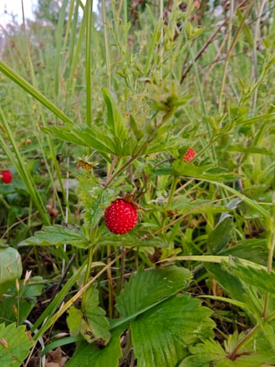 In a natural, outdoor setting, likely within the city of Spas-Demensk, Russia, a close-up view focuses on a wild strawberry plant. The foreground is dominated by the vibrant red of a ripe wild strawberry, its surface textured with numerous small seeds. The strawberry is attached to a stem and surrounded by green leaves, some of which show signs of damage or wear. The plant is situated amidst a dense growth of various green grasses and other wild foliage, creating a natural, untamed environment. In the background, the foliage continues, with some lighter green and brown tones suggesting a mix of plant life. The overall impression is of a small, edible berry growing in its natural habitat, with the surrounding vegetation blurred and out of focus, emphasizing the subject.