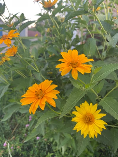 This media file is a close-up shot of several bright yellow and orange daisy-like flowers with green foliage in the background. The flowers are the main subjects, with some in sharp focus and others slightly blurred, creating a sense of depth. The foreground features several prominent blooms, their petals radiating outwards from a textured, darker center. The leaves are elongated and serrated, adding a contrasting texture to the soft petals. In the background, the foliage becomes denser, with some hints of other smaller, purple flowers or buds. The lighting suggests it's daytime, possibly late morning or afternoon, with natural light illuminating the vibrant colors of the flowers. The setting appears to be an outdoor garden or natural environment, with the plants growing in abundance. The overall mood is cheerful and natural, highlighting the beauty of the blooming flowers. There is no visible text in the image.