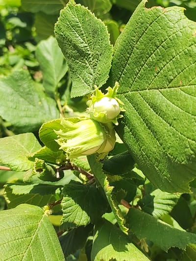 This is a close-up, eye-level, outdoor photograph of young hazelnuts developing on a tree branch. The image is dominated by lush green leaves, some of which have a textured, embossed surface and serrated edges. Two clusters of developing hazelnuts are visible, each encased in a greenish, leaf-like husk. One cluster, more prominently in focus, shows two young nuts, one round and white, the other slightly elongated and also white, peeking out from its husk. The other cluster, slightly out of focus and positioned behind and below the first, appears to be a single young nut also within its husk. The background consists of a soft blur of more green foliage, indicating a natural, leafy environment. The lighting suggests a bright, sunny day, casting shadows on the leaves and highlighting the textured surfaces. The scene is devoid of any human presence or artificial structures. The image was taken in the city of Ledrada, Spain, likely in a garden, orchard, or natural wooded area within the municipality.
