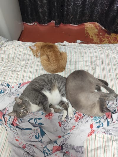 Three cats are sleeping on a bed covered with a striped blanket and a patterned sheet. The cat in the foreground to the left is a gray and white tabby with its head turned towards the camera. To its right and slightly behind it is a light gray cat sleeping on its side with its legs crossed. In the background, an orange tabby cat is curled up sleeping on the striped blanket. The scene appears to be indoors, likely a bedroom. The image does not provide enough information to determine its location in the city of Shakhtinsk, Kazakhstan.