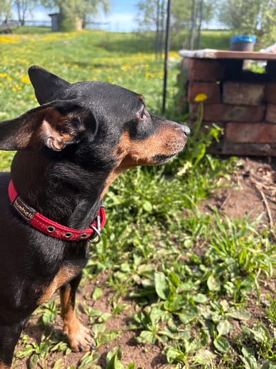 A black and tan dog with a red collar is lying in a grassy yard next to a brick structure. The dog is looking up with its head tilted back. The background shows a lawn with dandelions and trees. The location is Усть-Тунтор, Russia.