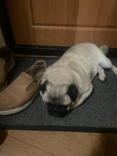A pug dog is lying on its side on a dark gray rug. The dog is light tan with black markings on its face and ears. Its body is mostly visible, and its head is blurred due to movement. Beside the dog are two light brown slip-on shoes, one partially visible under the dog. The rug is placed on a wooden floor, and to the left of the rug is a wooden surface that appears to be part of a door or furniture, with vertical paneling. The scene is indoors, likely in a home, given the presence of a rug, shoes, and wooden interior. The lighting suggests it could be evening or a dimly lit room. No text is visible in the image.