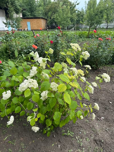 The image depicts an outdoor scene, likely a garden, in Nookat, Kyrgyzstan. In the foreground, a large bush with abundant white flowers and green leaves dominates the frame. The ground is covered in dark soil with scattered small plants and debris. Behind the bush, a variety of other plants and flowers, some red and orange, are visible, along with a wooden structure with a blue door. Trees and a fence can be seen in the background, suggesting a residential or agricultural setting. The sky is overcast.