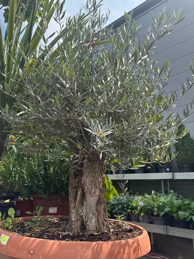 The image shows an olive tree in a terracotta pot. The tree is well-established with a thick, gnarled trunk and branches laden with small, silvery-green leaves. The sun is shining, casting dappled light through the foliage, and the sky is visible in the background. The setting appears to be an outdoor space, possibly a garden or patio, with other plants and structures visible behind the olive tree. To the left of the olive tree, there is a glimpse of another potted plant with taller, grass-like leaves. In the background, a grey, modern-looking building with horizontal paneling is visible, suggesting an urban or suburban environment. There is also some greenery in the middle ground, possibly other potted plants or a hedge. The overall impression is one of a peaceful, sunlit day in a cultivated outdoor space. The image is oriented vertically, and it is difficult to discern any specific activity or event taking place. No people are visible in the image. There is some text on a white sticker on the pot, but it is too blurry to read. There is also a small yellow sticker on the pot with some writing on it.