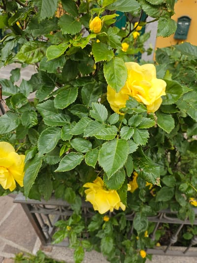 A close-up shot captures a bush with vibrant yellow roses and lush green leaves. The roses are in various stages of bloom, with some fully open and others still forming buds. The foliage is dense and appears healthy, with individual leaves clearly defined. In the background, a muted yellow wall is visible, adorned with a dark green mailbox. The scene is set outdoors, likely in a garden or along a pathway, as suggested by the presence of a dark metal fence and paved ground. The lighting indicates it's daytime, possibly overcast given the soft illumination and lack of harsh shadows. There are no people or animals present in the image. The context suggests a tranquil, natural setting within an urban environment, possibly on a street or in front of a building in Ponte di Legno, Italy, known for its picturesque alpine scenery and charming architecture.