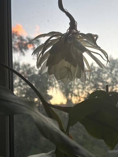 An outdoor scene captured at dusk from indoors, through a window. A white epiphyllum flower, with long, delicate petals, hangs in the foreground, illuminated by the fading sunlight. The flower is silhouetted against a sky painted with soft orange and pink clouds, and a blurred backdrop of trees. The windowpane shows faint smudges and dust. This view is from an apartment in Voeikovo, Russia.