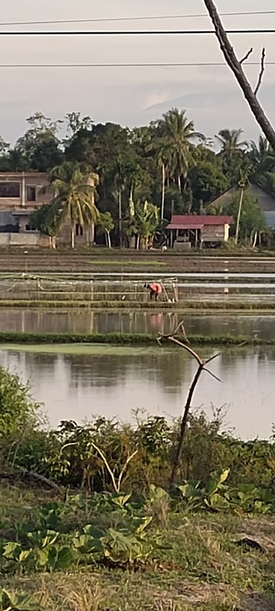 In Blangseureukuy, Indonesia, the image depicts a flooded rice paddy field during the late afternoon or early morning, evidenced by the soft lighting. A lone individual, dressed in a pink top and dark trousers, is working in the shallow water of the paddy, appearing to be planting or tending to the rice seedlings. The paddy is bordered by lush green vegetation and a line of tropical trees, including palm trees, which are characteristic of the region. In the background, there are several structures, including what appears to be a house with a red-tiled roof and a more substantial building in the distance. The sky above is overcast with diffused light, suggesting either dawn or dusk. The foreground is filled with dense green foliage and some dry grass, typical of the Indonesian landscape.